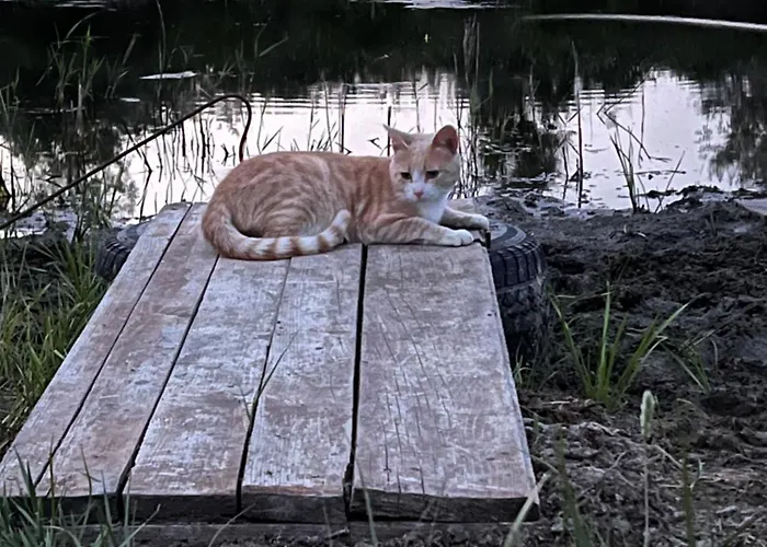 Casa Valurile Marii Летний дом *