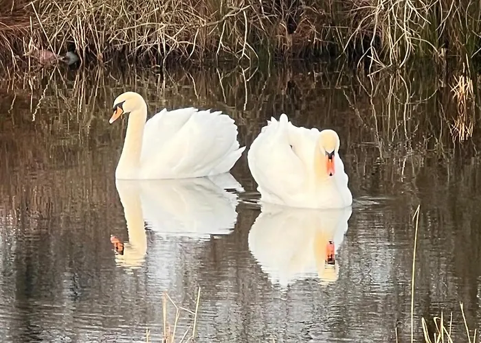 Летний дом Casa Valurile Marii Сфынту-Георге