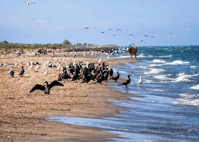 Летний дом Casa Valurile Marii